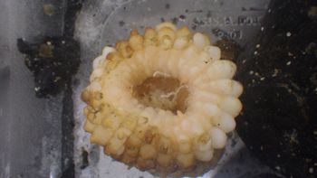 Media type: image;   Invertebrate Zoology 153104 Description: live specimen;
